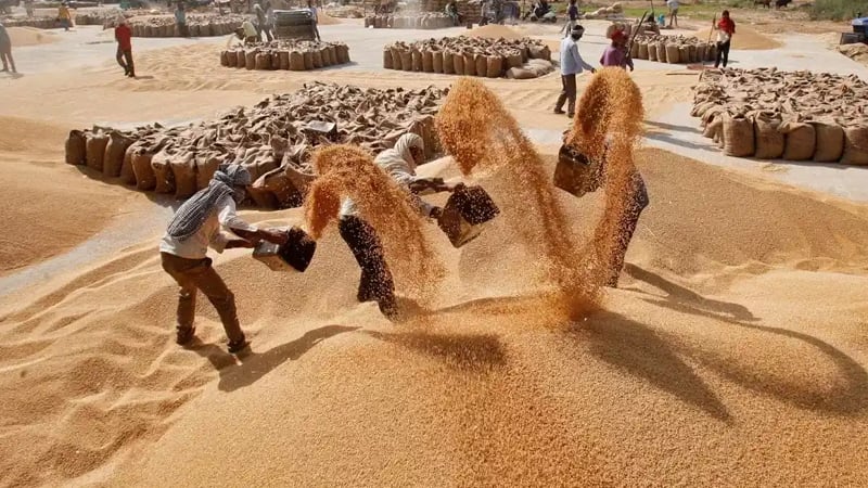 সিঙ্গাপুর থেকে ৫০ হাজার টন গম আমদানি করছে সরকার 