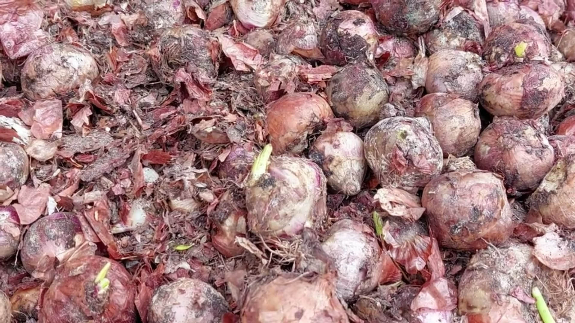 ক্রেতা সংকট, হিলিতে গুদামেই নষ্ট হচ্ছে পেঁয়াজ