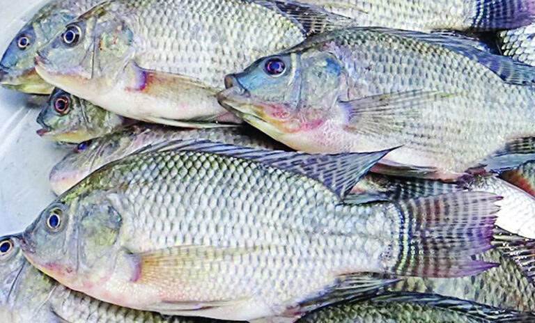 তেলাপিয়া মাছ খেয়ে মরতে বসেছিলেন এক নারী