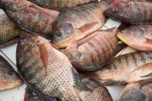 তেলাপিয়া মাছ খেয়ে মরতে বসেছিলেন এক নারী