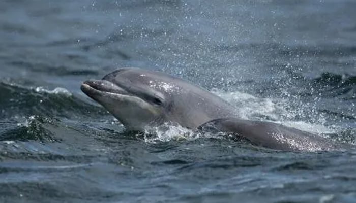 তীব্র খরায় ব্রাজিলের অ্যামাজন নদীতে শতাধিক ডলফিনের মৃত্যু
