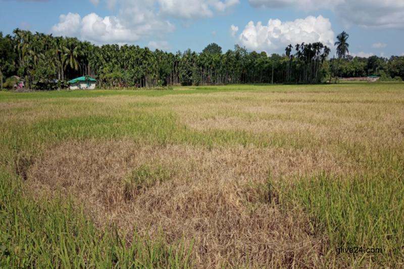 পোকার আক্রমণে দিশেহারা আমন ধান চাষিরা 3 পোকার আক্রমণে দিশেহারা আমন ধান চাষিরা