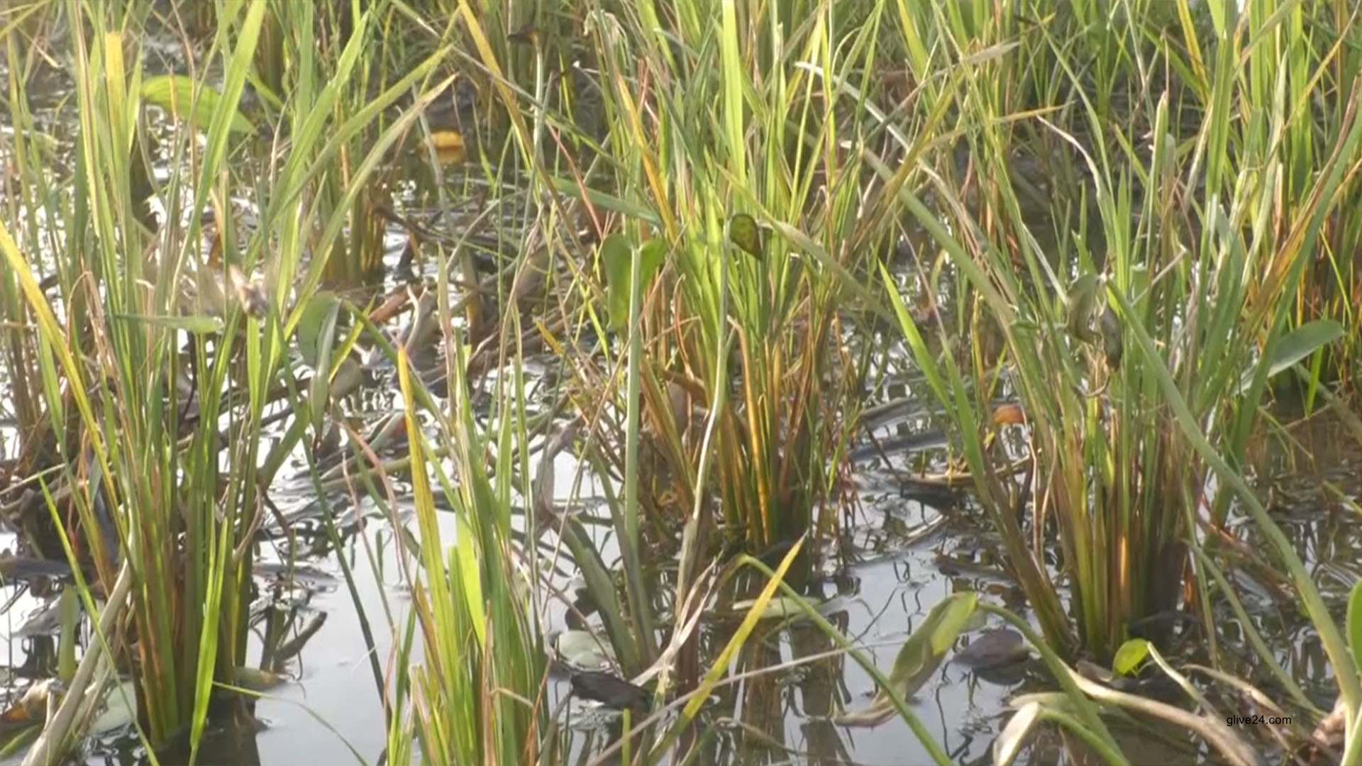 পোকার আক্রমণে দিশেহারা আমন ধান চাষিরা 2 পোকার আক্রমণে দিশেহারা আমন ধান চাষিরা