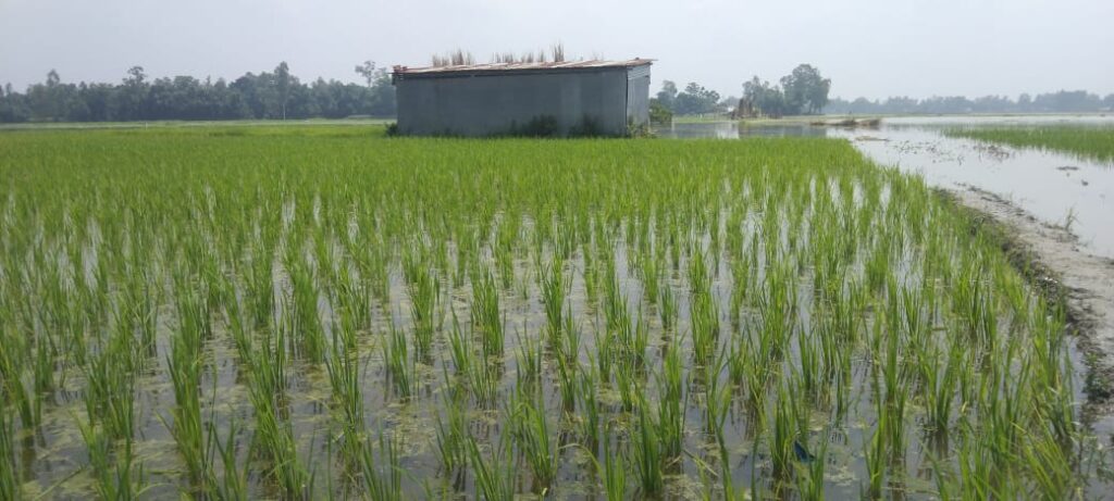 বন্যায় রোপা আমন ধান পঁচে যাওয়ায় দিশেহারা চাষীরা বন্যায় রোপা আমন ধান পঁচে যাওয়ায় দিশেহারা চাষীরা 