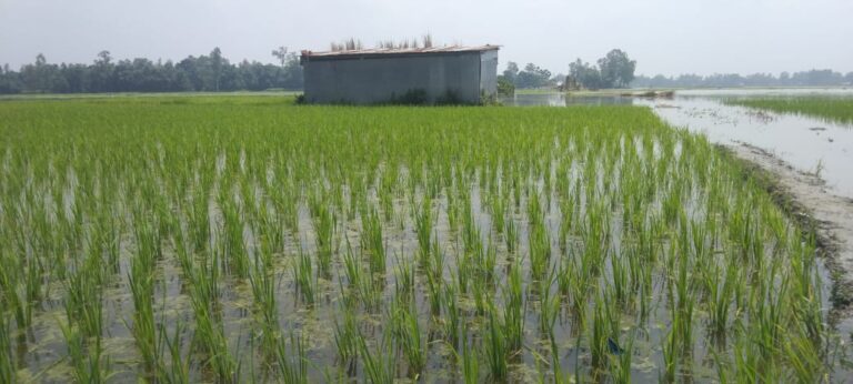 বন্যায় রোপা আমন ধান পঁচে যাওয়ায় দিশেহারা চাষীরা বন্যায় রোপা আমন ধান পঁচে যাওয়ায় দিশেহারা চাষীরা 