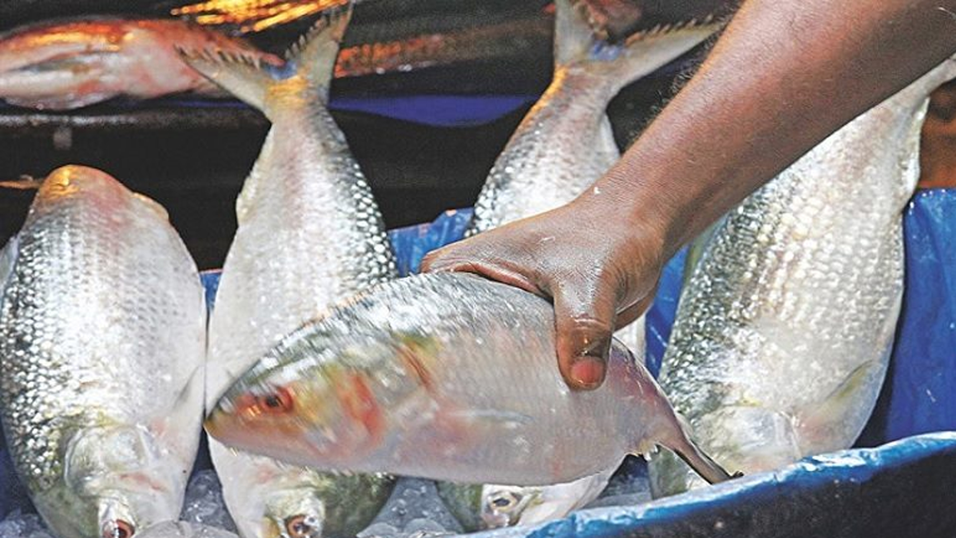 মেঘালয়ে রাজ্যে পাচারকালে ইলিশের চালান জব্দ!