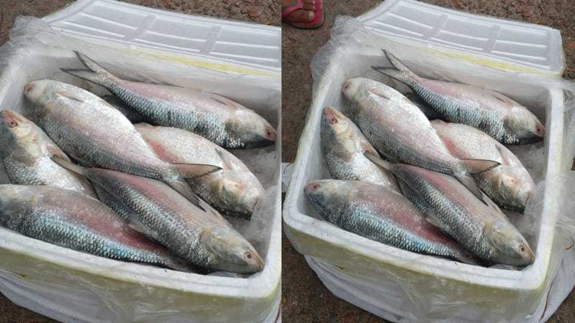 মেঘালয়ে রাজ্যে পাচারকালে ইলিশের চালান জব্দ!