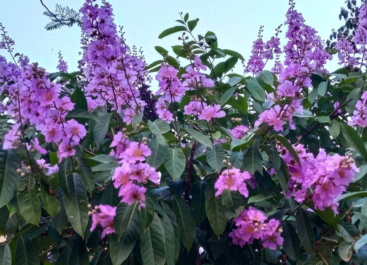 জারুল