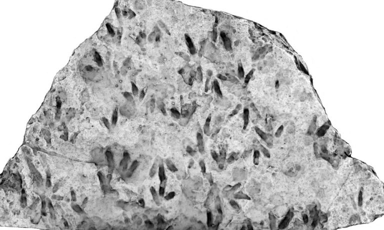 অস্ট্রেলিয়ার স্কুলে মিলল ডাইনোসরের পায়ের ছাপ