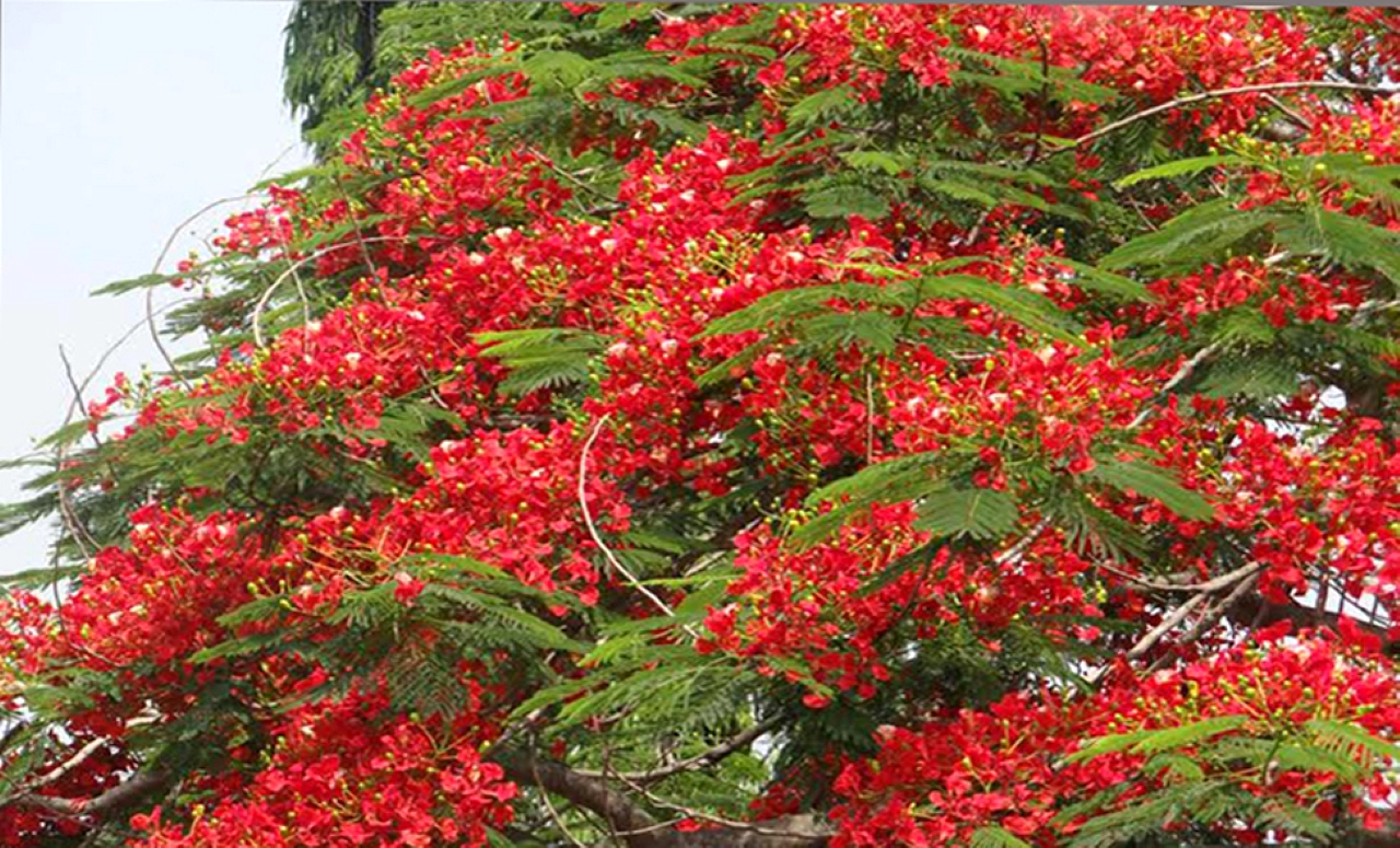 কৃষ্ণচূড়া