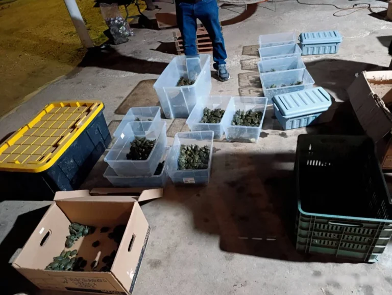 পাচারকালে মেক্সিকোতে ৩,৪০০টি বাচ্চা কচ্ছপ উদ্ধার