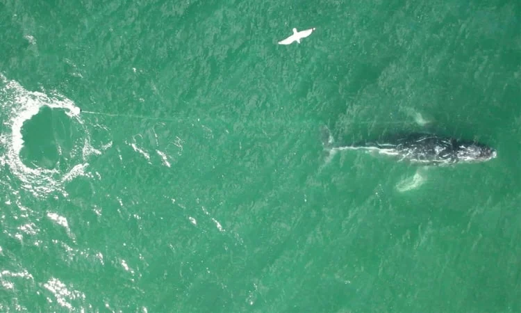 সিডনির উপকূলে দড়িতে জড়িয়ে পড়া তিমি উদ্ধারে অভিযান