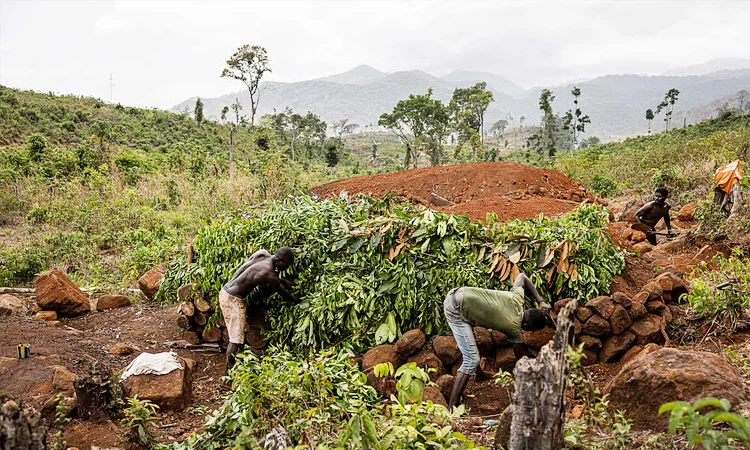 সিয়েরা লিওনে বন উজাড় ঠেকাতে মাঠে নেমেছেন গ্রামবাসী