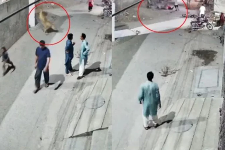 লাহোরের রাস্তায় পোষা সিংহের হামলায় নারী ও শিশু আহত