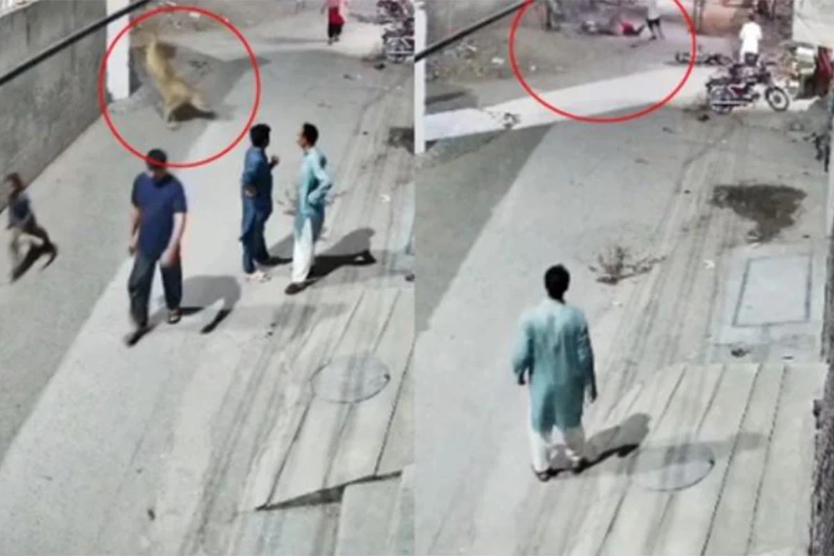 লাহোরের রাস্তায় পোষা সিংহের হামলায় নারী ও শিশু আহত