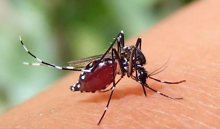 Five More Die from Dengue 636 Hospitalised in a Single Day একদিনে ডেঙ্গুতে আরও ৫ জনের মৃত্যু, হাসপাতালে ভর্তি ৬৩৬