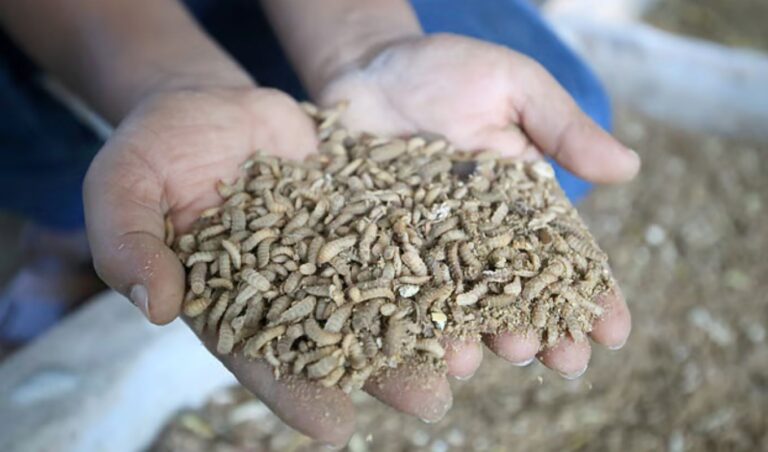 Insect Farming Brings 3 Lakh Monthly Income After YouTube Training পুঙ্খানুপুঙ্খ চেষ্টা আর উদ্যমে কালো পোকার উদ্যোক্তা শিমুল