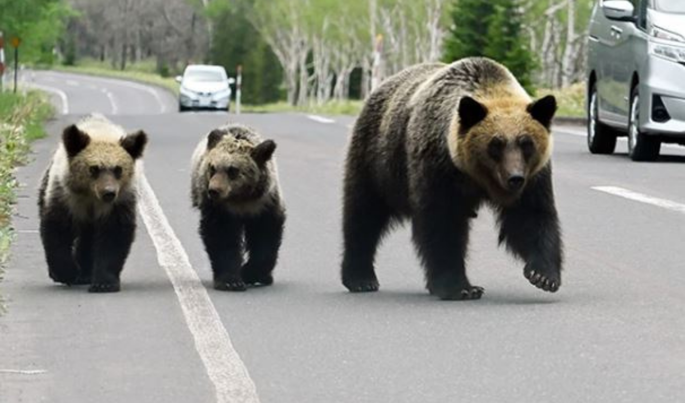 জাপানে ভাল্লুকের তান্ডপ থামাতে সেনা অভিযান