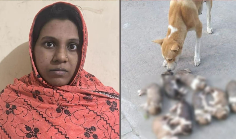 ঈশ্বরদীতে অমানবিক ঘটনা ৮ কুকুরছানা হত্যা অভিযুক্ত সরকারি কর্মকর্তার স্ত্রী গ্রেপ্তার ঈশ্বরদীতে অমানবিক ঘটনা: ৮ কুকুরছানা হত্যা, অভিযুক্ত সরকারি কর্মকর্তার স্ত্রী গ্রেপ্তার