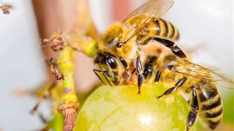 মৌমাছির দলবদ্ধ আক্রমণে সাবেক পুলিশ কর্মকর্তার মৃত্যু মৌমাছির দলবদ্ধ আক্রমণে সাবেক পুলিশ কর্মকর্তার মৃত্যু