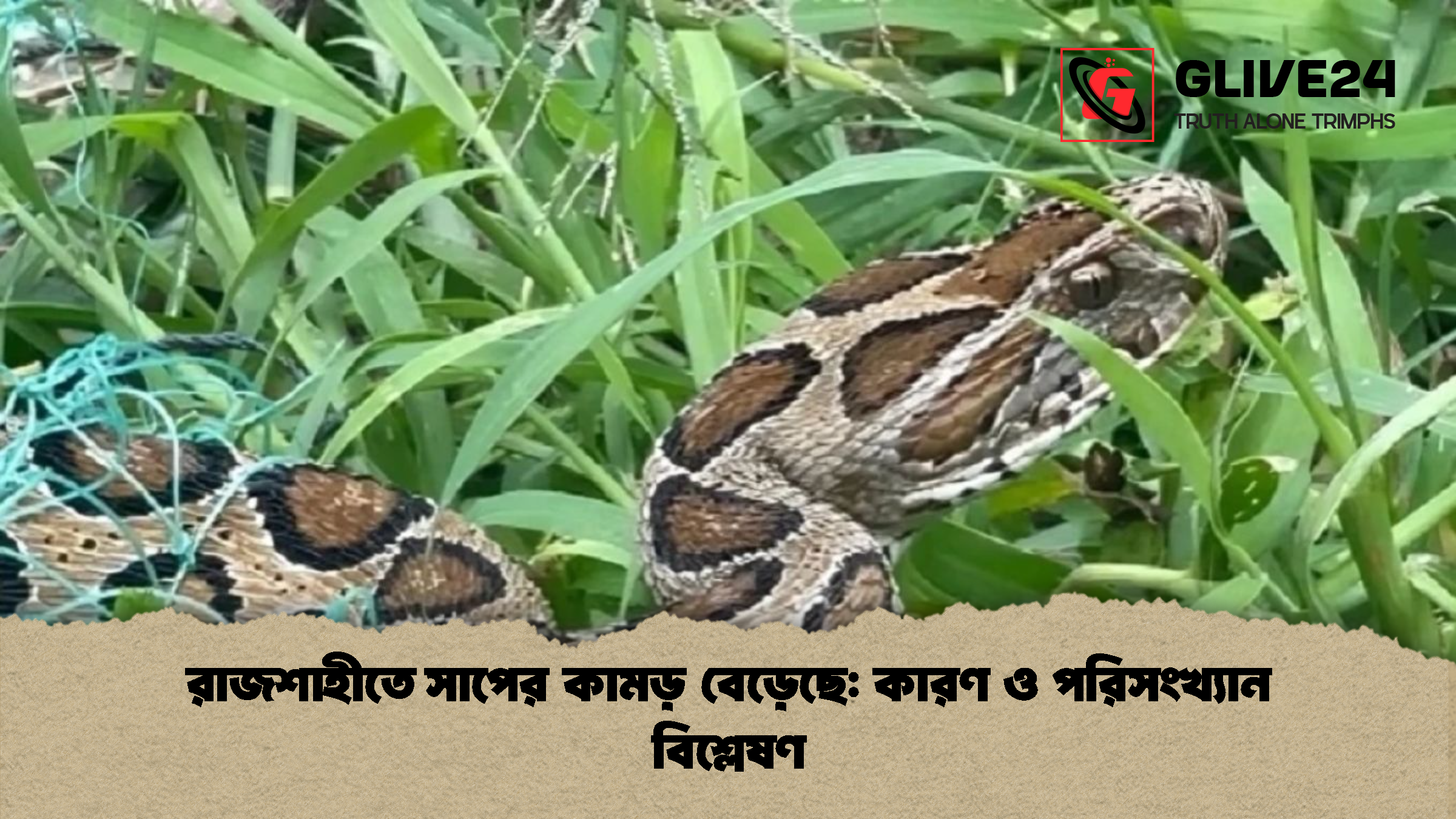 রাজশাহীতে সাপের কামড় বেড়েছে কারণ ও পরিসংখ্যান বিশ্লেষণ রাজশাহীতে সাপের কামড় বেড়েছে: কারণ ও পরিসংখ্যান বিশ্লেষণ