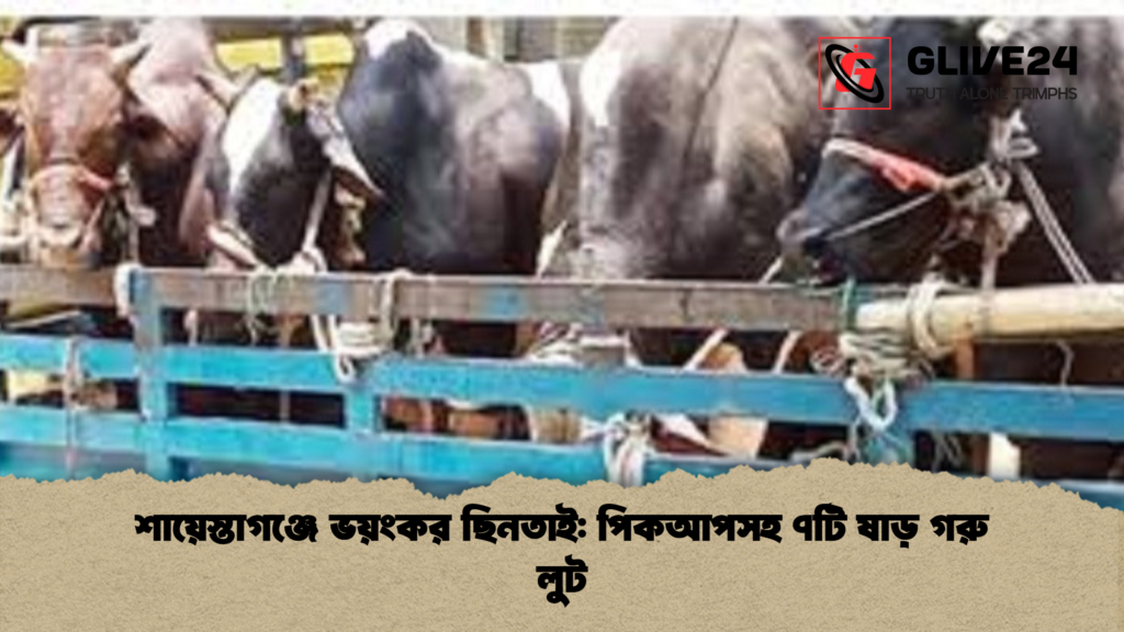 শায়েস্তাগঞ্জে ভয়ংকর ছিনতাই পিকআপসহ ৭টি ষাড় গরু লুট শায়েস্তাগঞ্জে ভয়ংকর ছিনতাই: পিকআপসহ ৭টি ষাড় গরু লুট