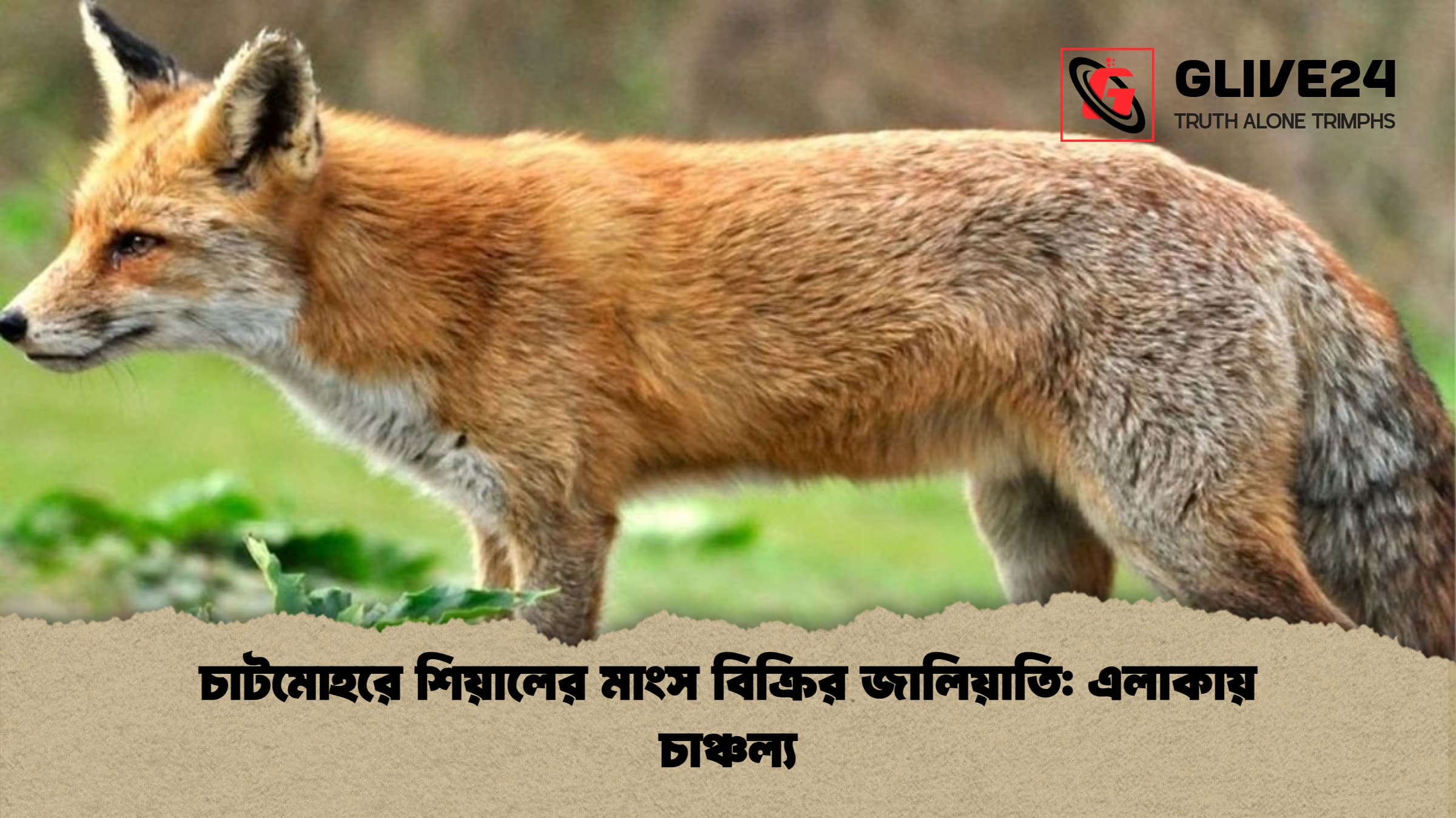চাটমোহরে শিয়ালের মাংস বিক্রির জালিয়াতি: এলাকায় চাঞ্চল্য