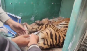Three Challenges for Releasing Trapped Tiger Three Challenges for Releasing Trapped Tiger