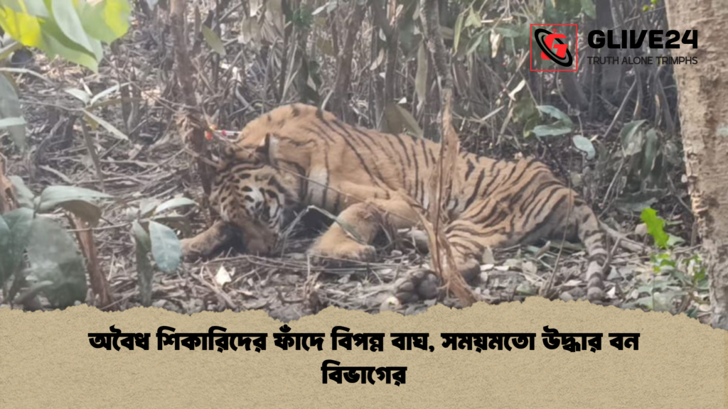 অবৈধ শিকারিদের ফাঁদে বিপন্ন বাঘ, সময়মতো উদ্ধার বন বিভাগের 3 অবৈধ শিকারিদের ফাঁদে বিপন্ন বাঘ সময়মতো উদ্ধার বন বিভাগের অবৈধ শিকারিদের ফাঁদে বিপন্ন বাঘ, সময়মতো উদ্ধার বন বিভাগের
