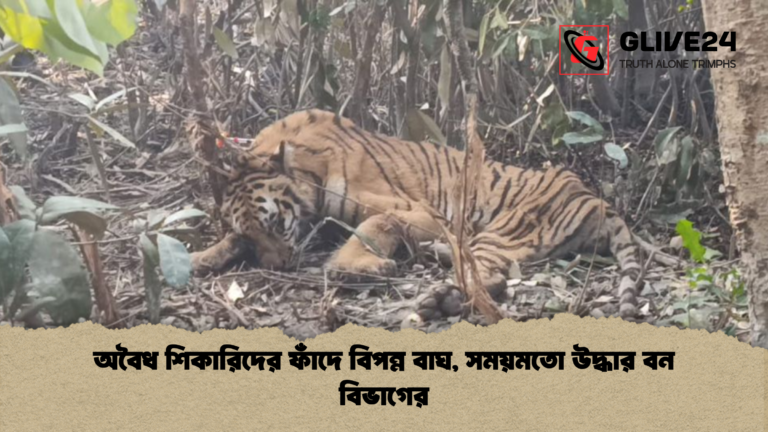 অবৈধ শিকারিদের ফাঁদে বিপন্ন বাঘ সময়মতো উদ্ধার বন বিভাগের অবৈধ শিকারিদের ফাঁদে বিপন্ন বাঘ, সময়মতো উদ্ধার বন বিভাগের