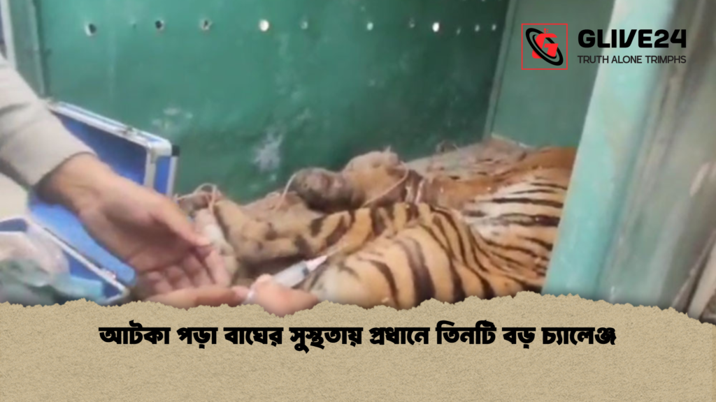আটকা পড়া বাঘের সুস্থতায় প্রধানে তিনটি বড় চ্যালেঞ্জ আটকা পড়া বাঘের সুস্থতায় প্রধানে তিনটি বড় চ্যালেঞ্জ