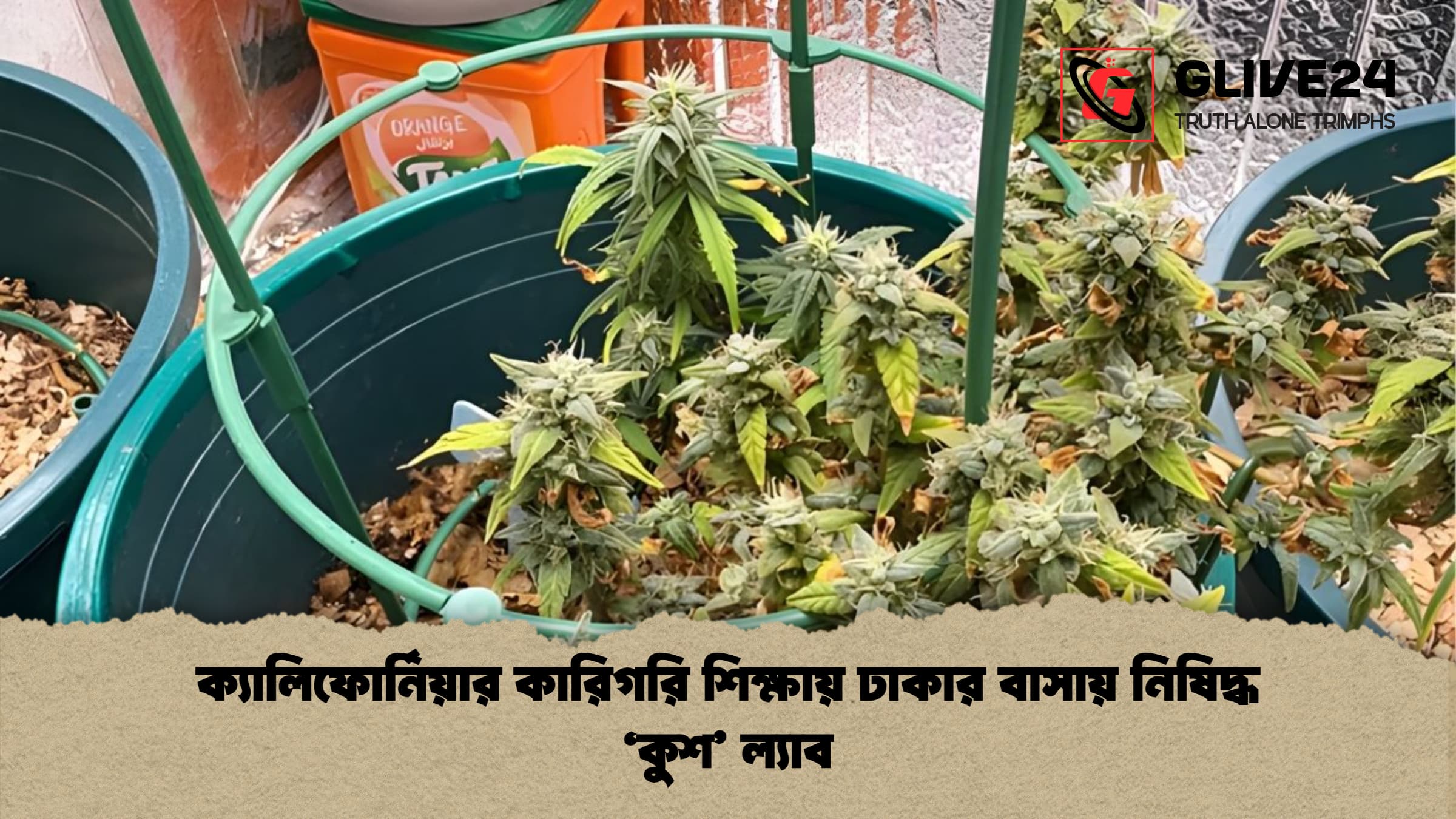 ক্যালিফোর্নিয়ার কারিগরি শিক্ষায় ঢাকার বাসায় নিষিদ্ধ কুশ ল্যাব ক্যালিফোর্নিয়ার কারিগরি শিক্ষায় ঢাকার বাসায় নিষিদ্ধ 'কুশ' ল্যাব