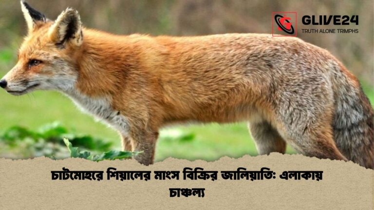 চাটমোহরে শিয়ালের মাংস বিক্রির জালিয়াতি এলাকায় চাঞ্চল্য চাটমোহরে শিয়ালের মাংস বিক্রির জালিয়াতি: এলাকায় চাঞ্চল্য