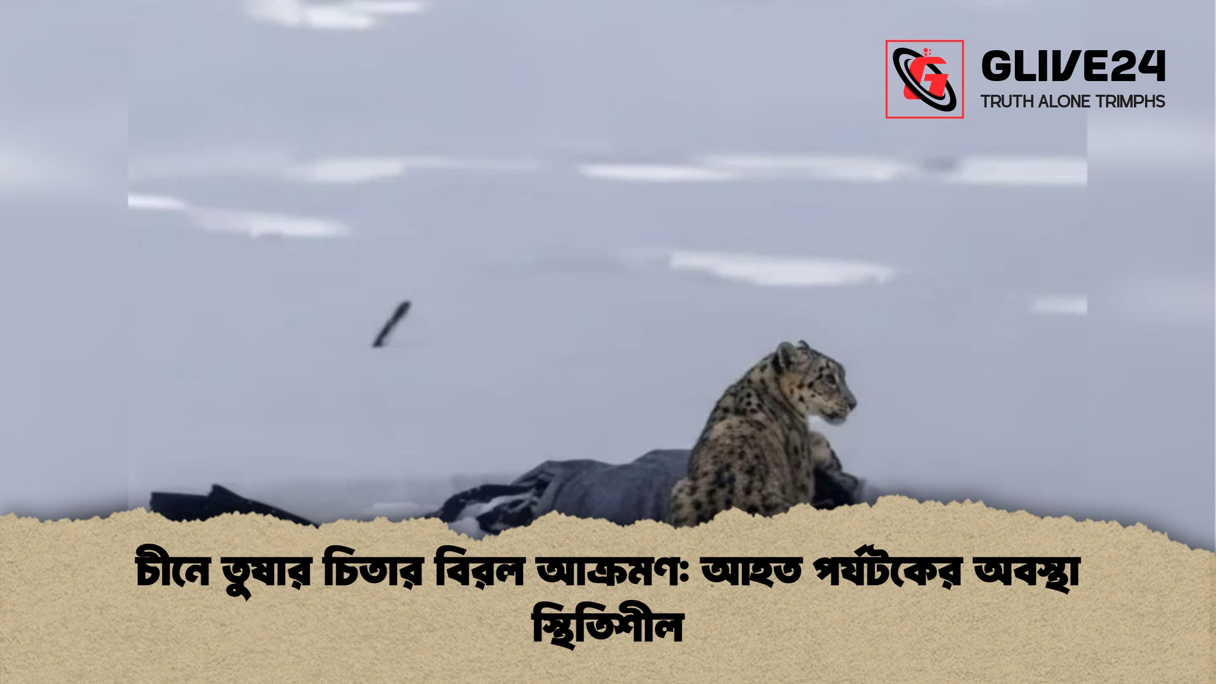 চীনে তুষার চিতার বিরল আক্রমণ আহত পর্যটকের অবস্থা স্থিতিশীল চীনে তুষার চিতার বিরল আক্রমণ: আহত পর্যটকের অবস্থা স্থিতিশীল