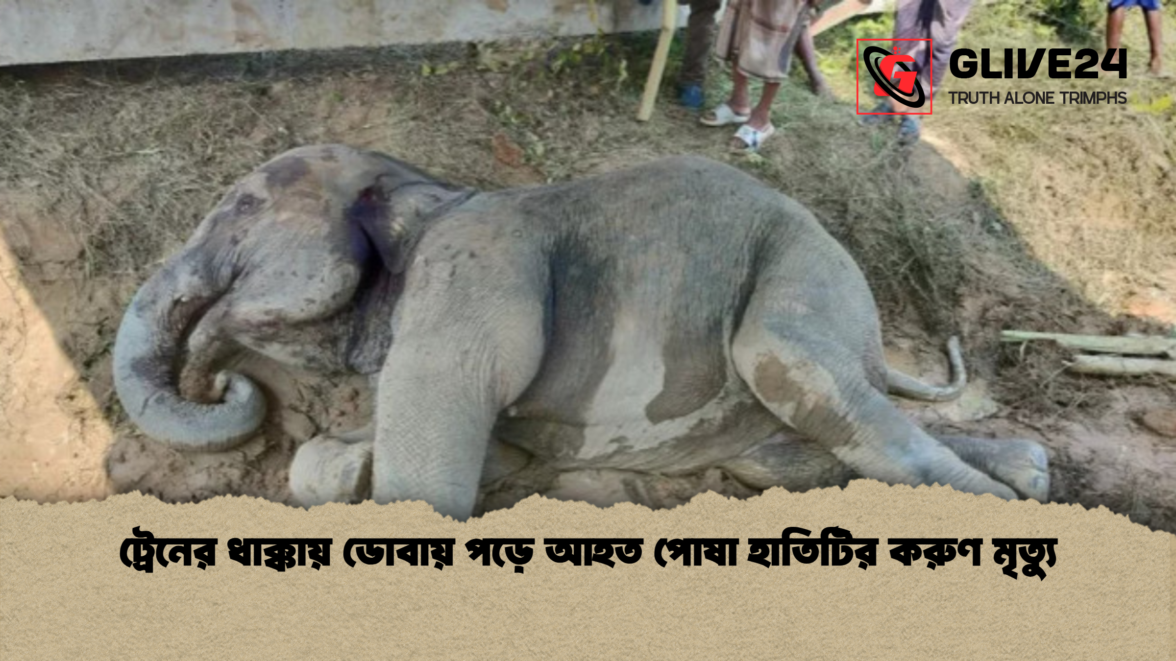 ট্রেনের ধাক্কায় ডোবায় পড়ে আহত পোষা হাতিটির করুণ মৃত্যু 1 ট্রেনের ধাক্কায় ডোবায় পড়ে আহত পোষা হাতিটির করুণ মৃত্যু ট্রেনের ধাক্কায় ডোবায় পড়ে আহত পোষা হাতিটির করুণ মৃত্যু