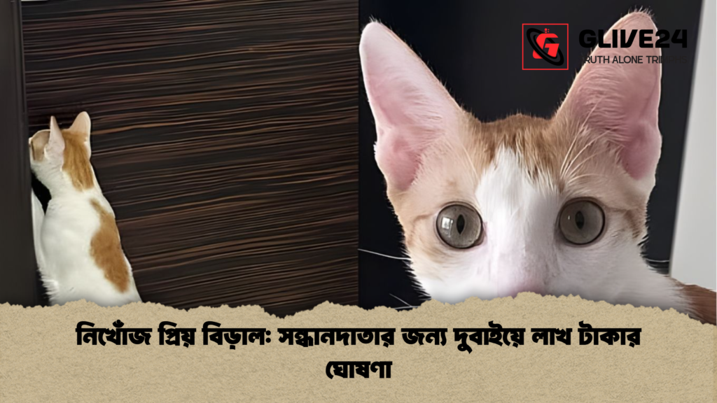 নিখোঁজ প্রিয় বিড়াল সন্ধানদাতার জন্য দুবাইয়ে লাখ টাকার ঘোষণা নিখোঁজ প্রিয় বিড়াল: সন্ধানদাতার জন্য দুবাইয়ে লাখ টাকার ঘোষণা