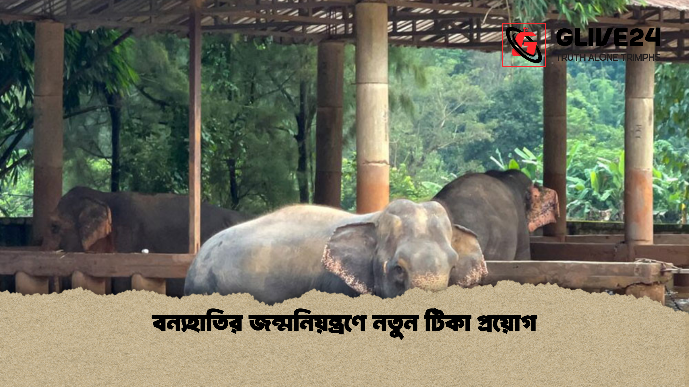 বন্যহাতির জন্মনিয়ন্ত্রণে নতুন টিকা প্রয়োগ বন্যহাতির জন্মনিয়ন্ত্রণে নতুন টিকা প্রয়োগ