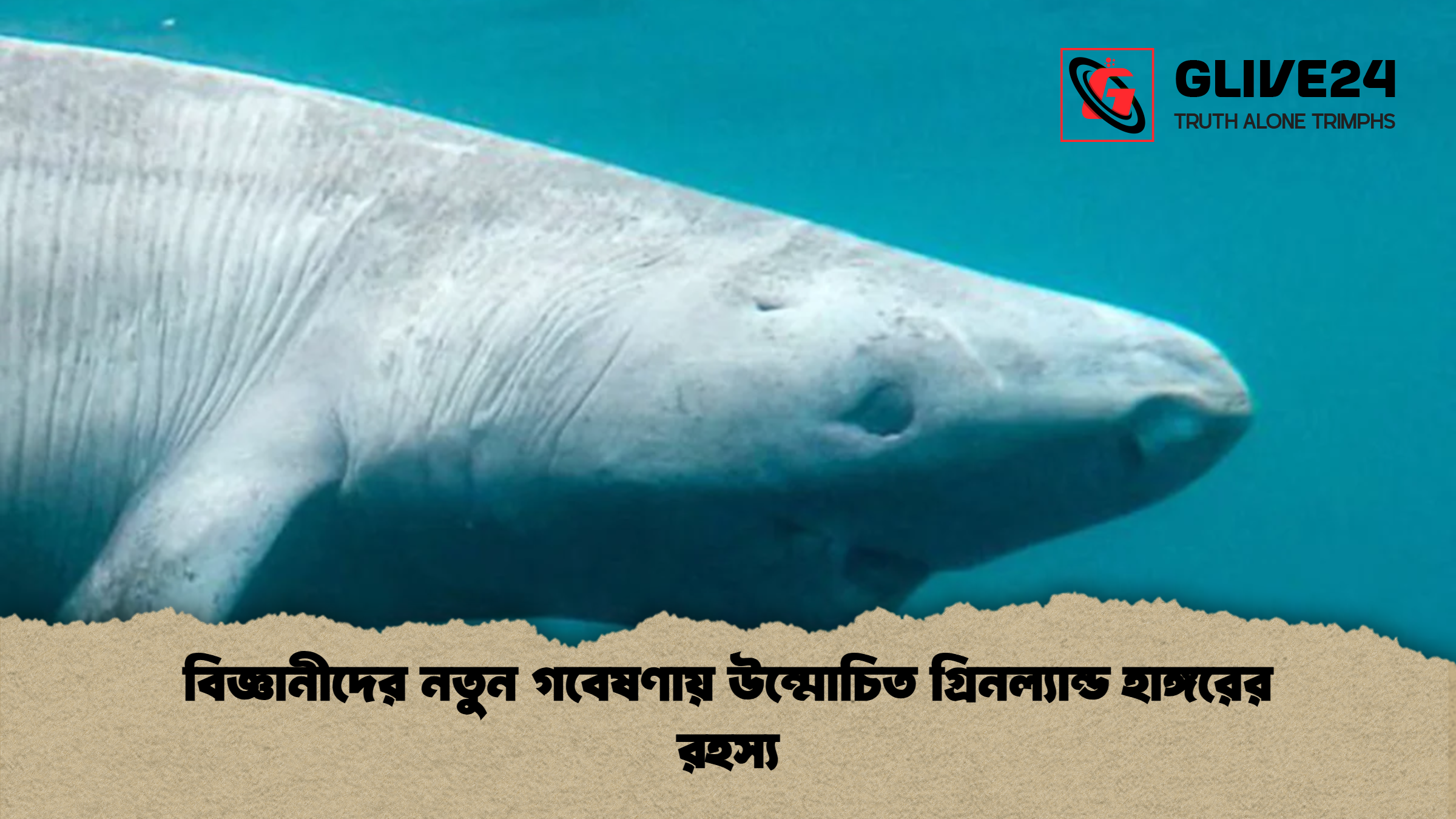বিজ্ঞানীদের নতুন গবেষণায় উন্মোচিত গ্রিনল্যান্ড হাঙ্গরের রহস্য বিজ্ঞানীদের নতুন গবেষণায় উন্মোচিত গ্রিনল্যান্ড হাঙ্গরের রহস্য