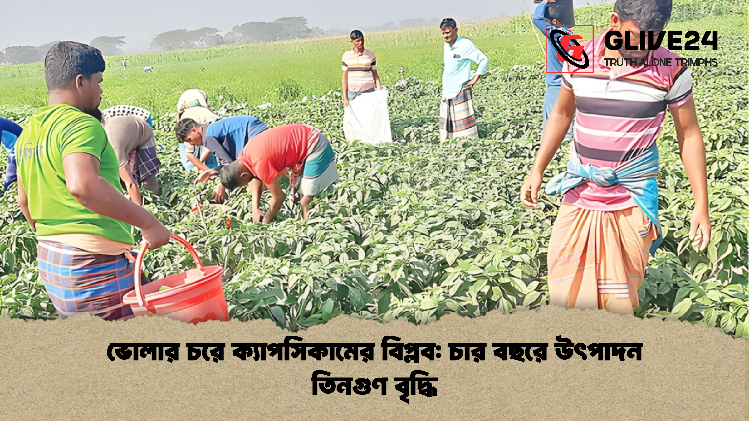 ভোলার চরে ক্যাপসিকামের বিপ্লব চার বছরে উৎপাদন তিনগুণ বৃদ্ধি ভোলার চরে ক্যাপসিকামের বিপ্লব: চার বছরে উৎপাদন তিনগুণ বৃদ্ধি