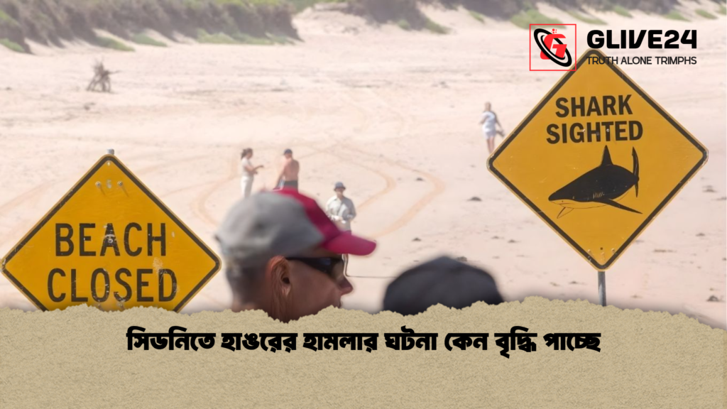 সিডনিতে হাঙরের হামলার ঘটনা কেন বৃদ্ধি পাচ্ছে সিডনিতে হাঙরের হামলার ঘটনা কেন বৃদ্ধি পাচ্ছে