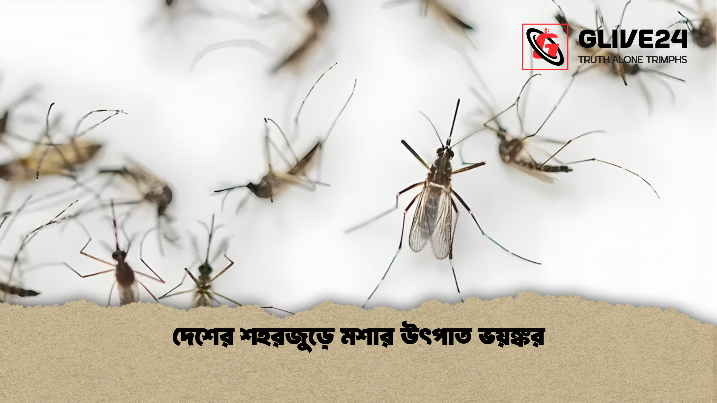 দেশের শহরজুড়ে মশার উৎপাত ভয়ঙ্কর