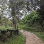 Ghost Workers Undermine Government Tea Estates সরকারি চা-বাগানে ‘ভুতুড়ে’ শ্রমিকের কেলেঙ্কারি