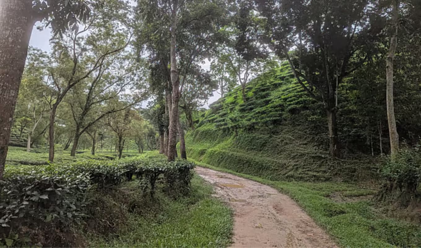 Ghost Workers Undermine Government Tea Estates সরকারি চা-বাগানে ‘ভুতুড়ে’ শ্রমিকের কেলেঙ্কারি