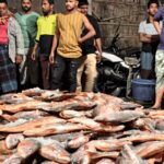 Massive Red Coral Catch Worth 31.2 Lakh in Teknaf টেকনাফে রেকর্ড লাল কোরাল ধরা, ৩১.২ লাখ টাকা বিক্রি