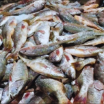 এক জালে ১১০০ লাল কোরাল বিক্রি ৩১ লাখ টাকা এক জালে ১১০০ লাল কোরাল, মূল্য ৩১ লাখ