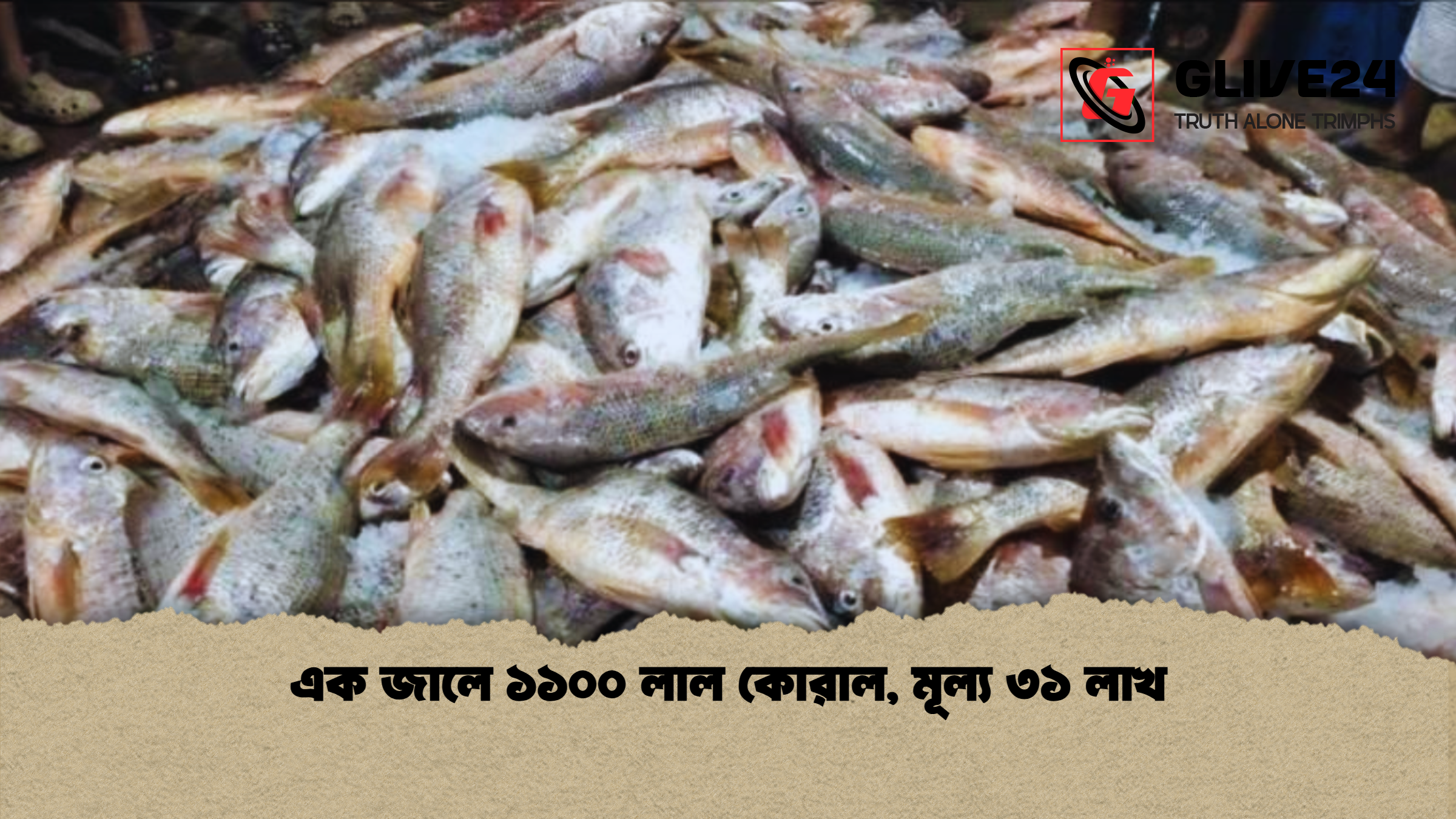 এক জালে ১১০০ লাল কোরাল মূল্য ৩১ লাখ এক জালে ১১০০ লাল কোরাল, মূল্য ৩১ লাখ