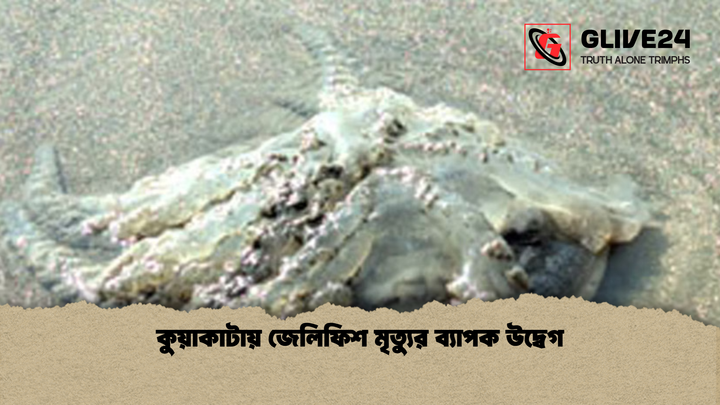 কুয়াকাটায় জেলিফিশ মৃত্যুর ব্যাপক উদ্বেগ কুয়াকাটায় জেলিফিশ মৃত্যুর ব্যাপক উদ্বেগ