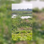 কোটালীপাড়া টুঙ্গিপাড়ায় বালু উত্তোলন অভিযোগ কোটালীপাড়া-টুঙ্গিপাড়ায় বালু উত্তোলন অভিযোগ