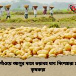 ঠাকুরগাঁওয়ে আলুর দামে ভয়াবহ ধস দিশেহারা প্রান্তিক কৃষকরা ঠাকুরগাঁওয়ে আলুর দামে ভয়াবহ ধস: দিশেহারা প্রান্তিক কৃষকরা