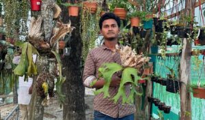 ফরমানের ছাদবাগান থেকে লাখাধিক আয় ফরমানের ছাদবাগান থেকে লাখাধিক আয়